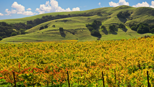 Scene from a vineyard