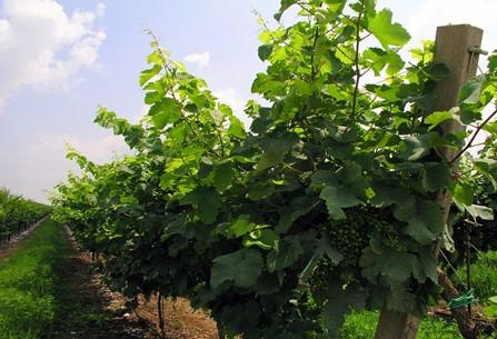 vineyard vineyard