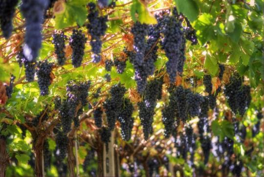grapes grapes